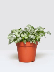 Фиттония Fittonia White Forest Flame d8,5-10см