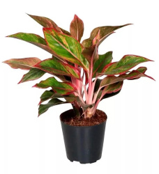 Aglaonema Crete 14-30