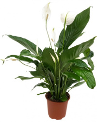 Spath Sweet Silvio 14-55-1