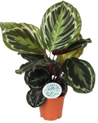 Калатея Calathea Medalion 14-50