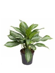 Аглаонема Aglaonema Silver Bay d16-40см