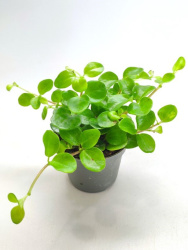 peperomiya-rotundifoliya-d-5-9710