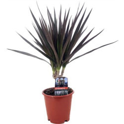 Драцена Drac Magenta 15cm Stem 11-40