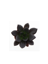 Эхеверия Echeveria Hybrid Bungula d5,5-8см