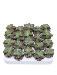 Эхеверия Echeveria Chroma d5,5-8см