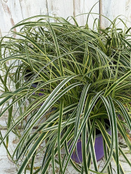 Осока Carex Feather Falls