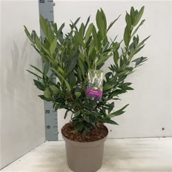 Prunus Laur Otto Luyken