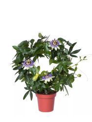 Пассифлора Passiflora Caerulea Arch d14-48смсм