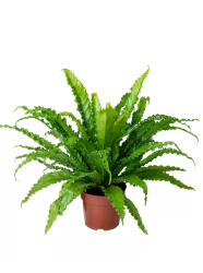Асплениум Asplenium Osaka