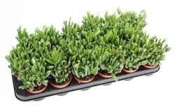 Крассула Crassula Хоббит 8-10