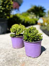 Бересклет Euonymus Japonicus Micr Aureovariegatus 2л (М)
