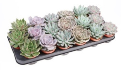 Эхеверия Echeveria mix Row 10-12