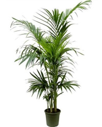 Howea Forsteriana 24-170