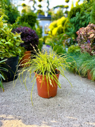 Осока Carex Oshimensis 5л (нг)
