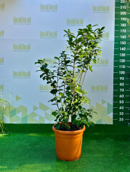 Камелия CAMELLIA JAPONICA 18-20л 100см (нг)(285)