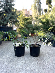 Хеномелес Chaenomeles x superba Jet Trail 3л 30-40см (Г)