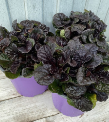Живучка ползучая Black Scallop