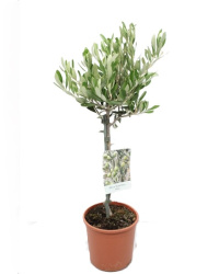 Olea Europaea 15-65