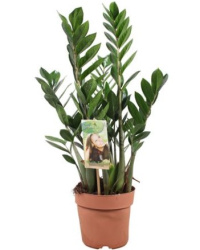 Замиокулькас Zamioculcas d17-80см