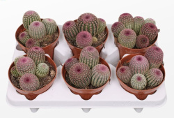 Кактус Echinocereus Rubrispinus 12-20