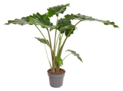 Алоказия Alocasia Portodora 24-110