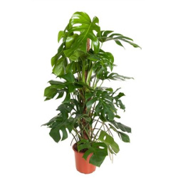 Монстера Monstera Deliciosa Mosspole 24-120