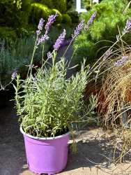 Лаванда Lavandula 2л (М)