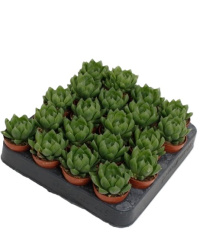 Haworthia Cooperii 5-10
