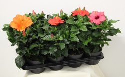 Гибискус Hibiscus mix 13-35