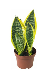 Сансевие́рия Sansevieria пестрая d15-20см (М) (нг)