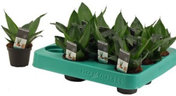 Сансевьера Sansevieria Hahnii Black Jade 6-14