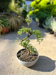 Мирт Myrtus Communis Bonsai d2045см (нг)