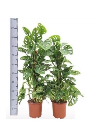 Монстера Monstera Obliqua Monkey Leaf d19-90см