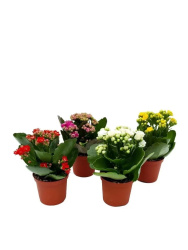 Каланхоэ Kalanchoe микс d10-15см