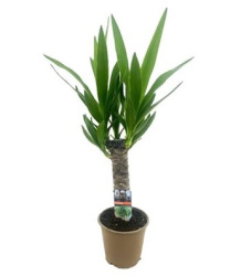 Юкка Yucca (30)14-65
