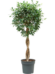 Фикус Ficus Nitida Twisted Stem d40-170см