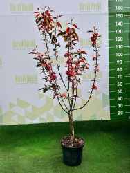 Яблоня Malus Dark Rosaleen 5л 60-100см (Г)