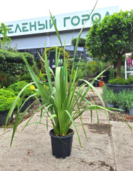 Лен Новозеландский PHORMIUM TENAX 9-10L (1199)
