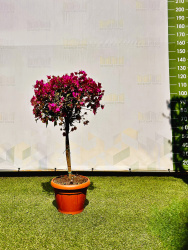 Бугенвиллея BOUGAINVILLEA  ALBERETTO 5л 80см 12 штамб
