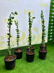 Эвкалипт EUCALYPTUS CINEREA 3л 50см (М)