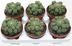 Кактус Matucana Polzii 8-15