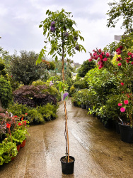 Глициния WISTERIA SINENSIS 4л 150-200см