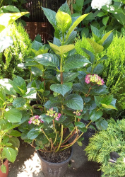 Гортензия HYDRANGEA PANICULATA MACROPHYLLA 9L 040-060