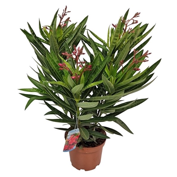 Nerium Oleander Red Double Flower Bush 19-55