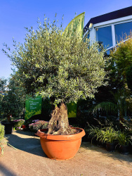 Олива OLEA EUROPAEA чаша