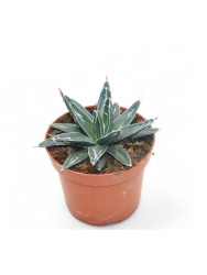 Агава Agave Victoriae-reginae d08,5-15см