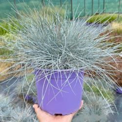 Festuca glauca Eisvogel