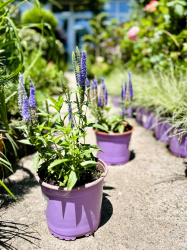 Вероника Veronica spicata Ulster Dwarf Blue 2л (М)