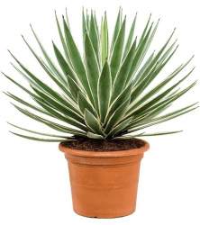 Agave Angustifolia 8-15