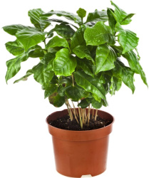 Coffea Arabica 7-15